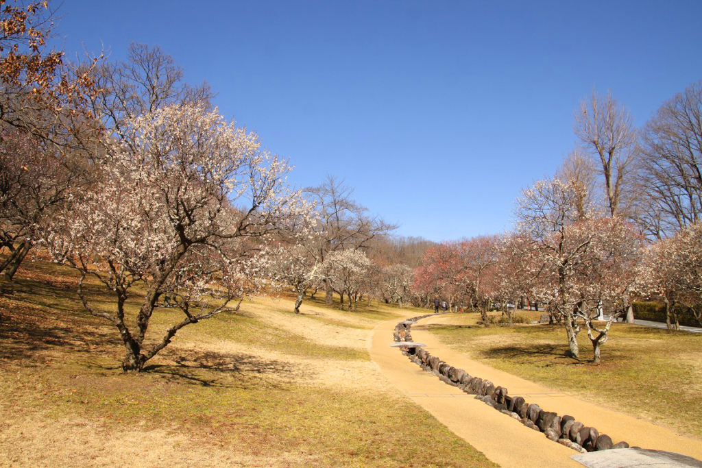 秩父ミューズパーク 梅園の画像