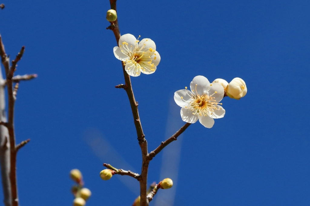 宝登山梅百花園の画像