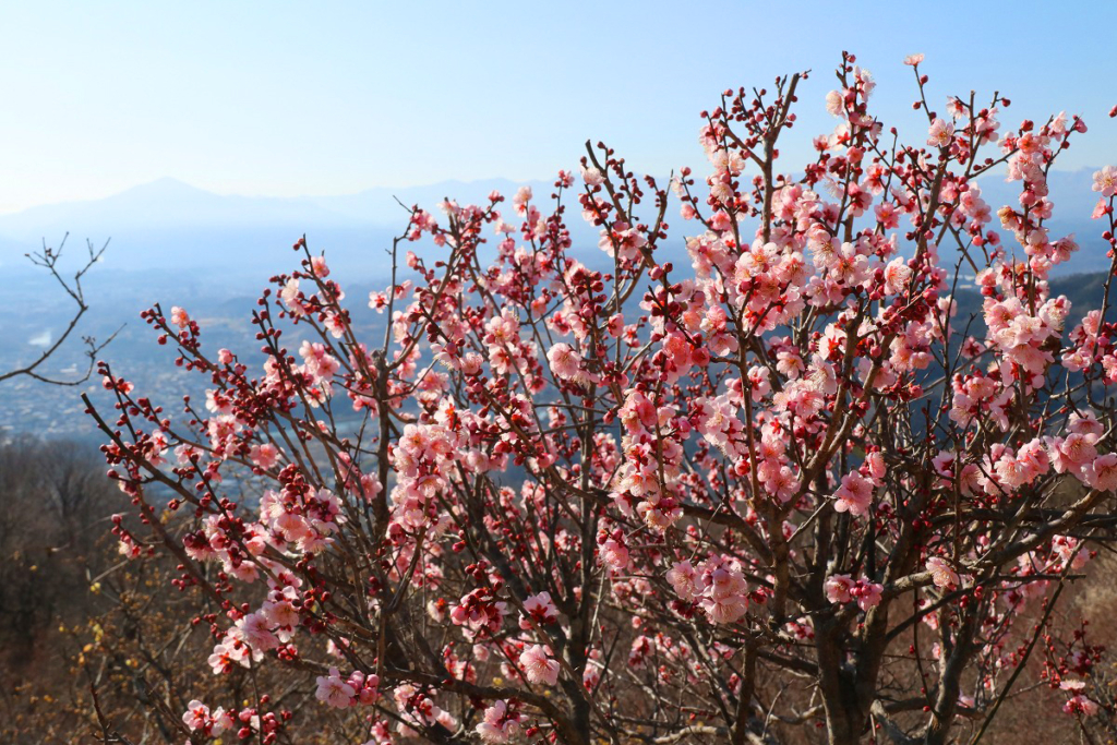 宝登山梅百花園の画像