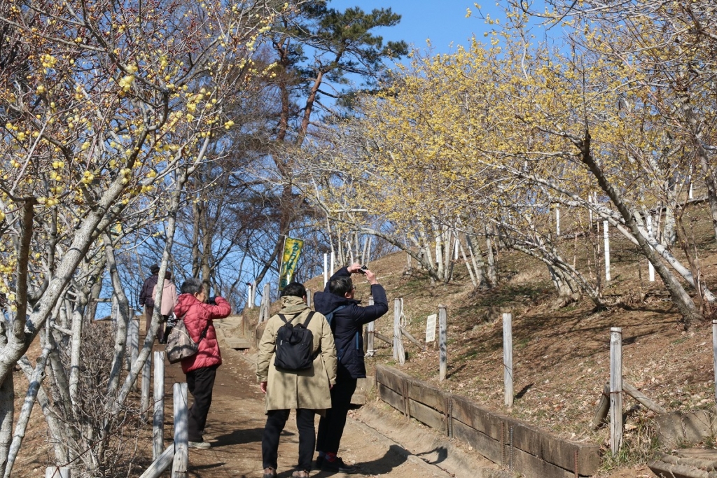 宝登山ロウバイ園の画像