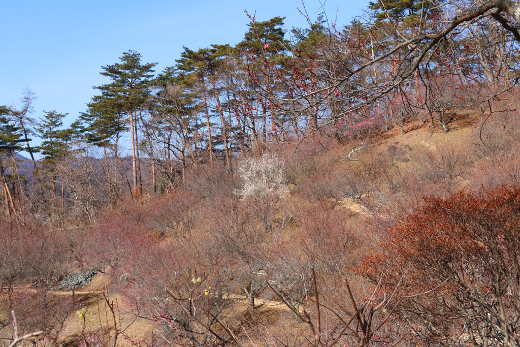 宝登山梅百花園の画像