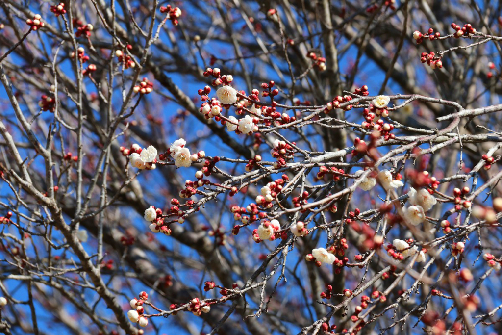 宝登山梅百花園の画像