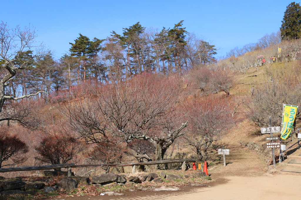 宝登山梅百花園の画像