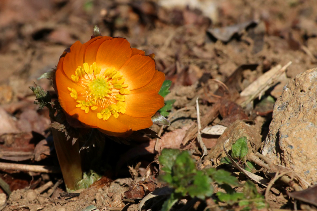 ムクゲ自然公園秩父紅の画像