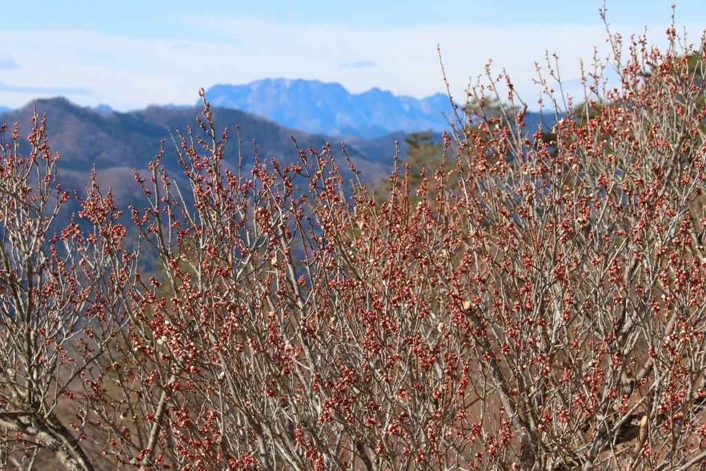 宝登山梅百花園の画像