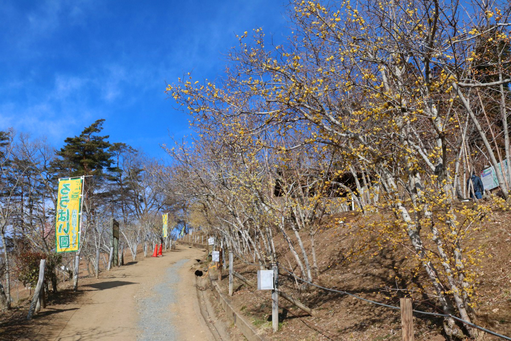 宝登山ロウバイ園の画像