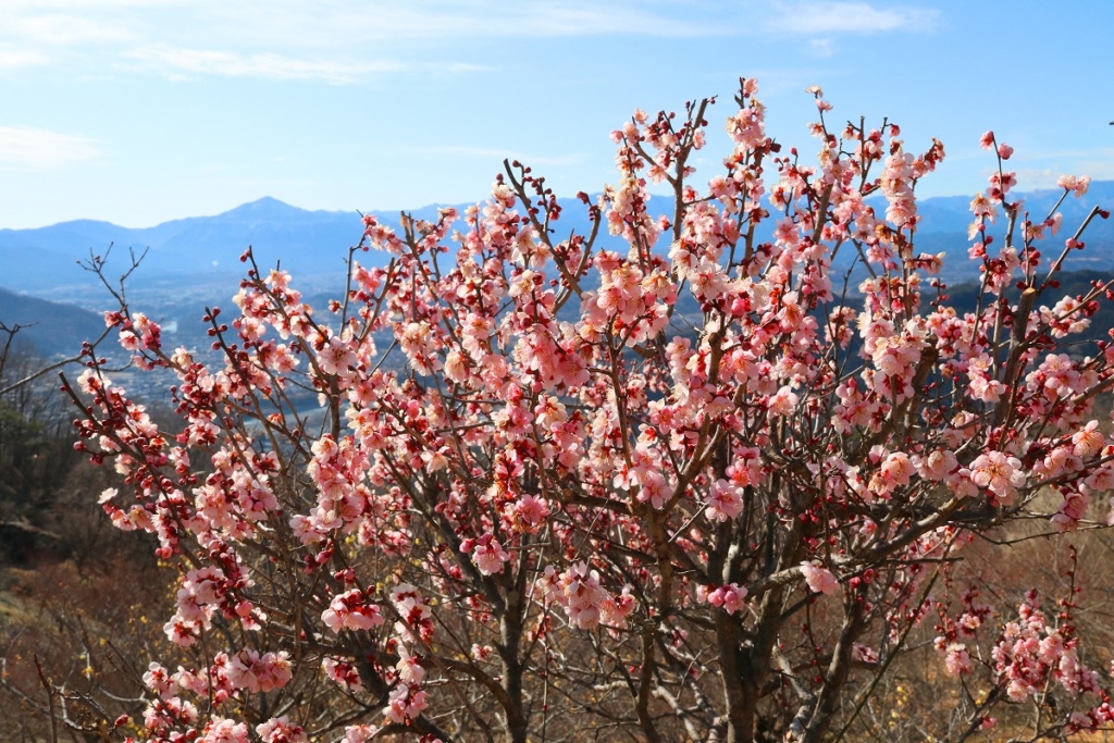 宝登山梅百花園の画像