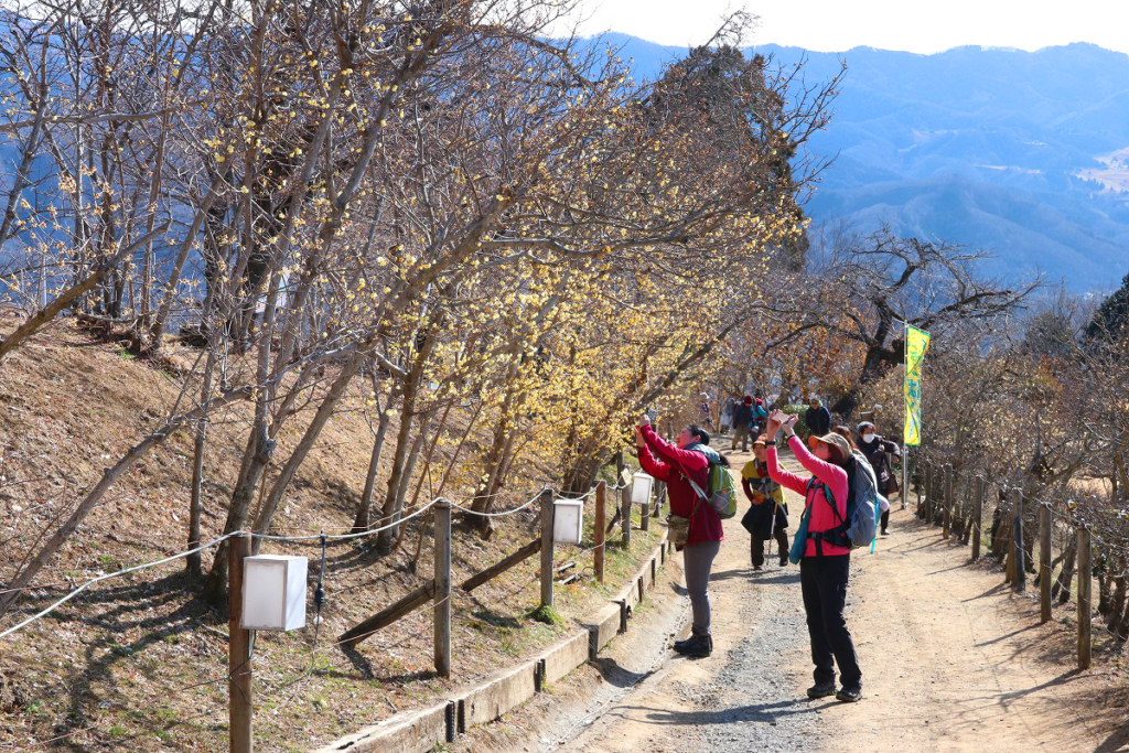 宝登山ロウバイ園の画像