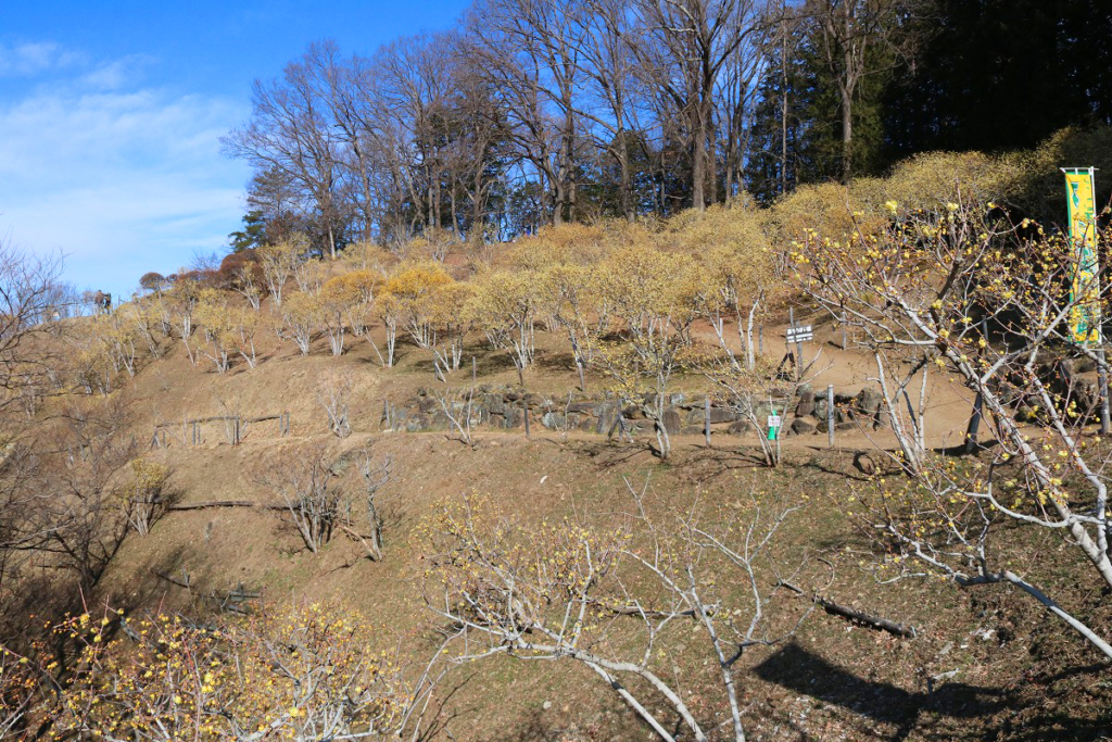 宝登山ロウバイ園の画像