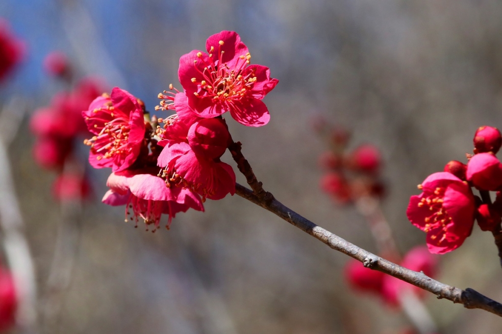 宝登山梅百花園の画像