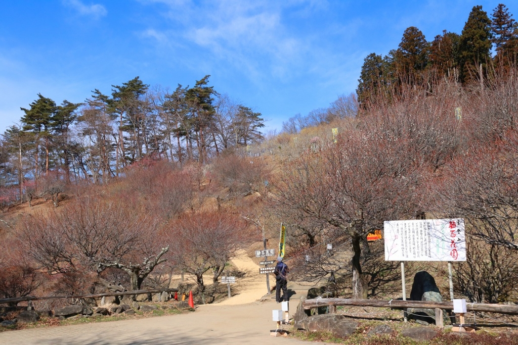 宝登山梅百花園の画像