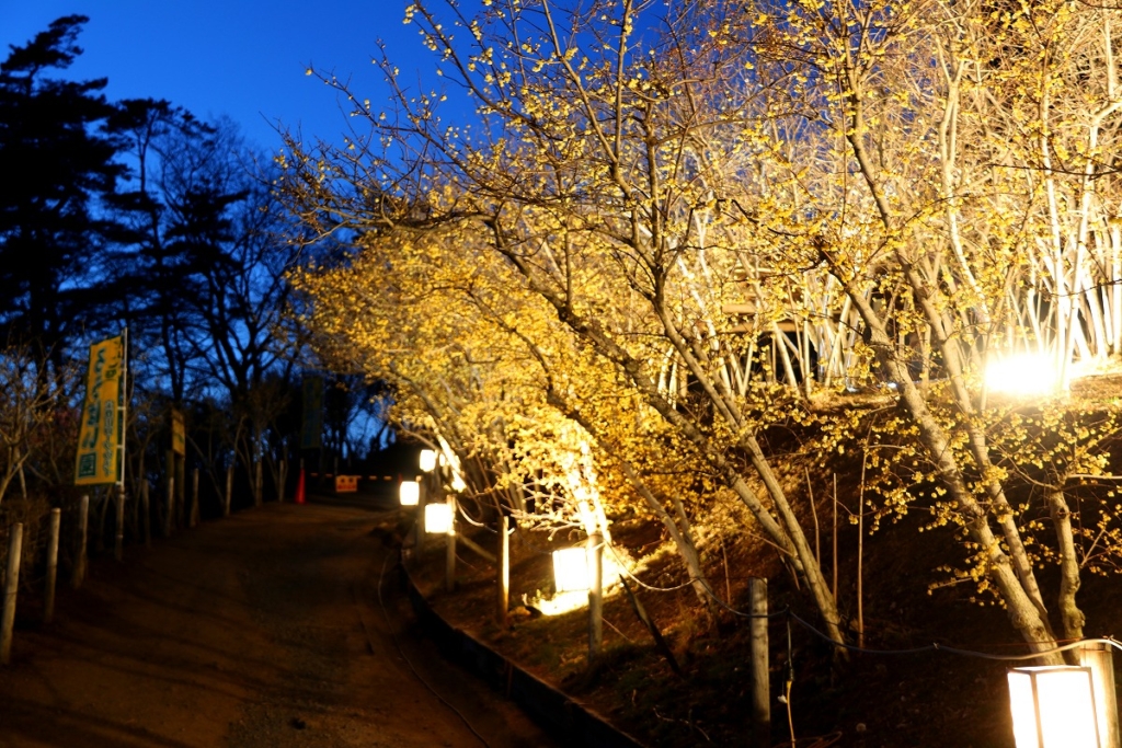 宝登山ロウバイライトアップの画像