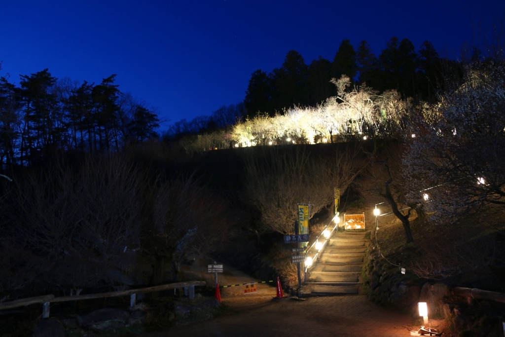 宝登山ロウバイライトアップの画像