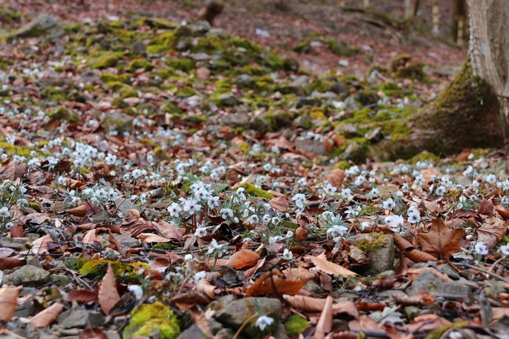 堂上節分草園の画像