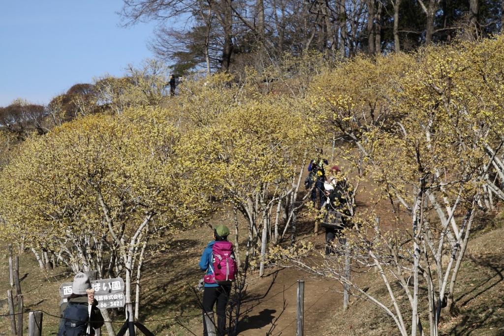 宝登山ロウバイ園の画像