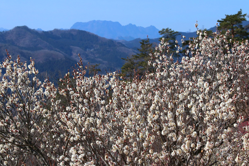 宝登山梅百花園の画像