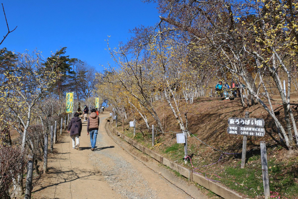 宝登山東ロウバイ園の画像