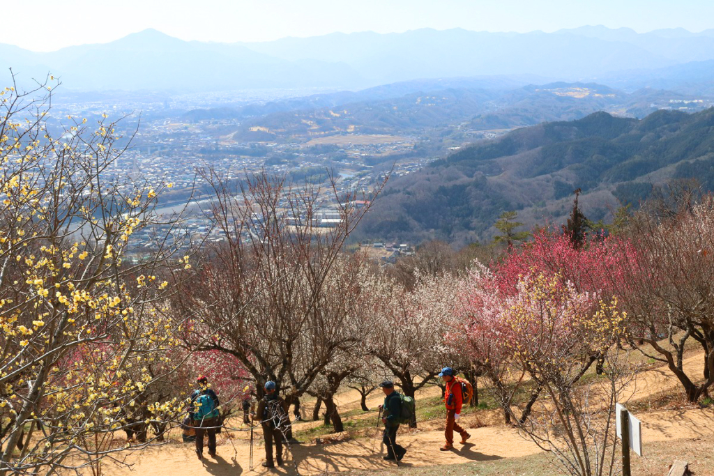 宝登山梅百花園の画像