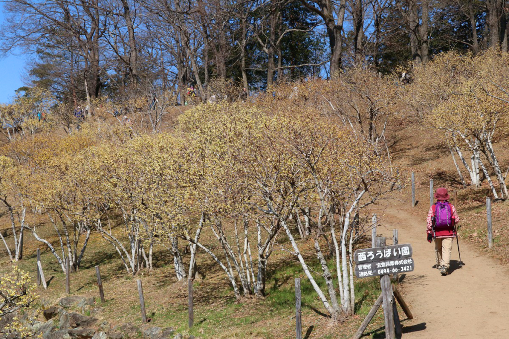 宝登山西ロウバイ園の画像