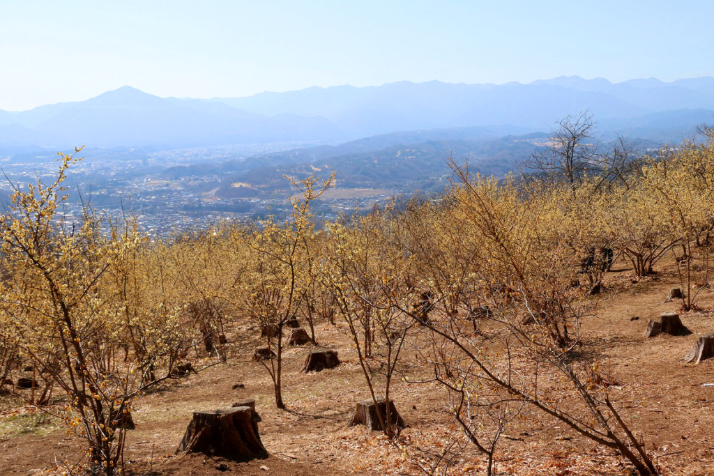 宝登山四季の丘ロウバイの画像