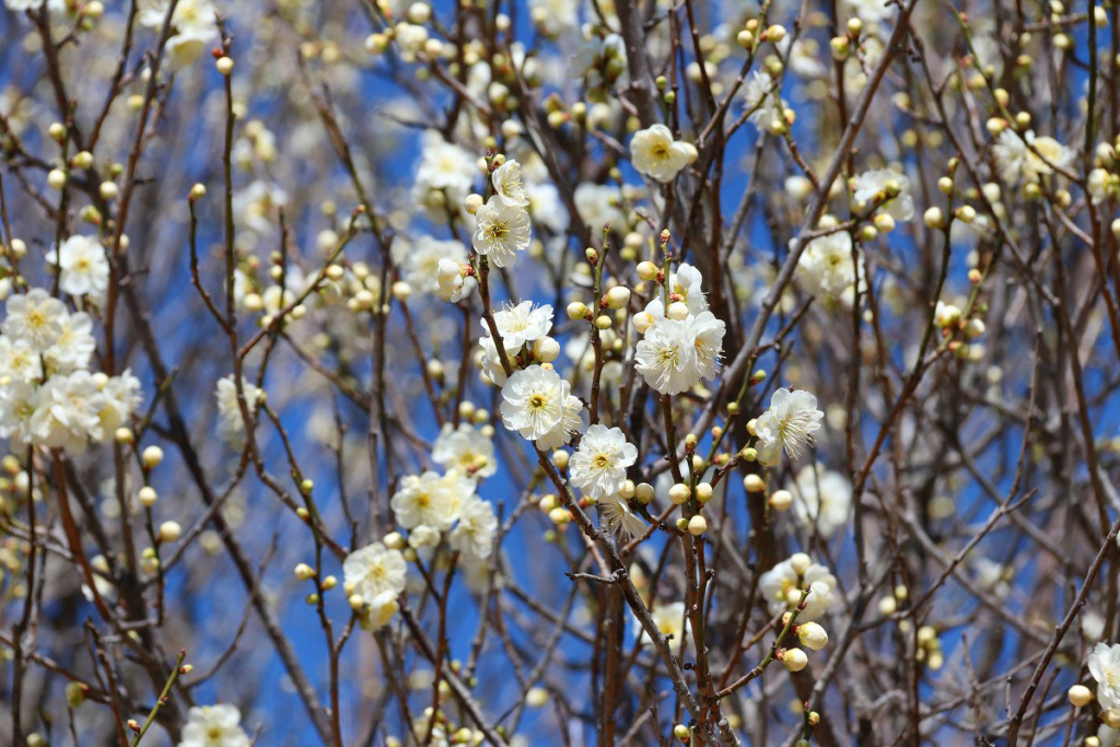 宝登山梅百花園の画像