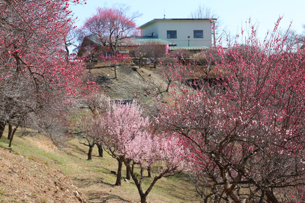 宝登山梅百花園の画像