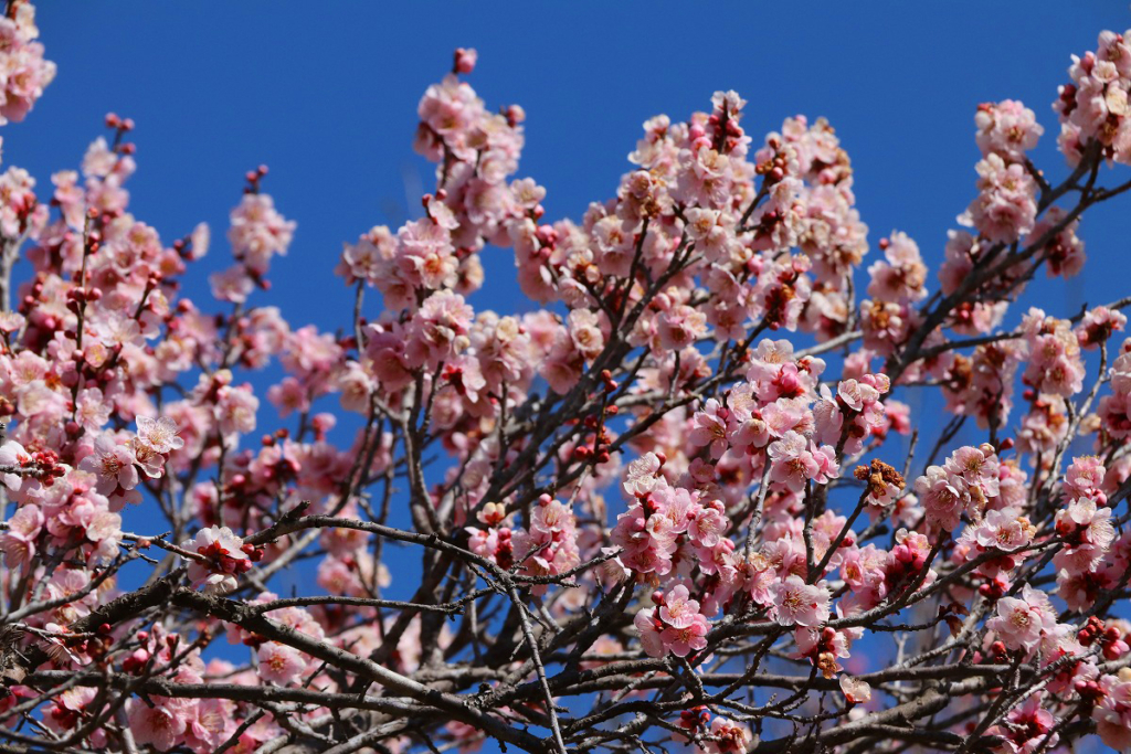 宝登山梅百花園の画像