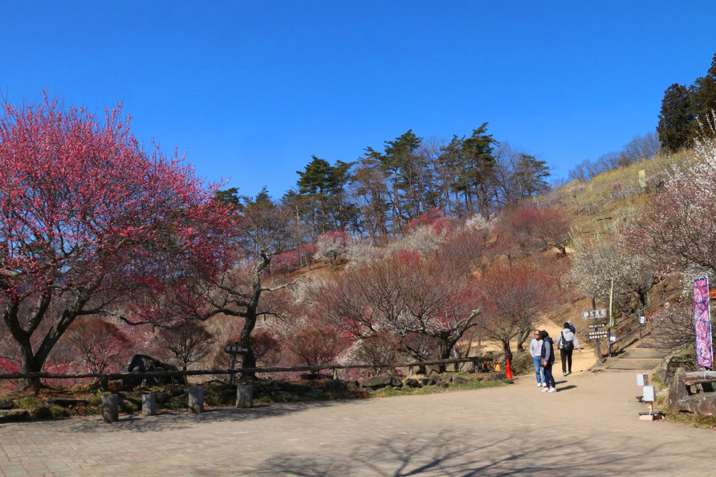 宝登山梅百花園の画像