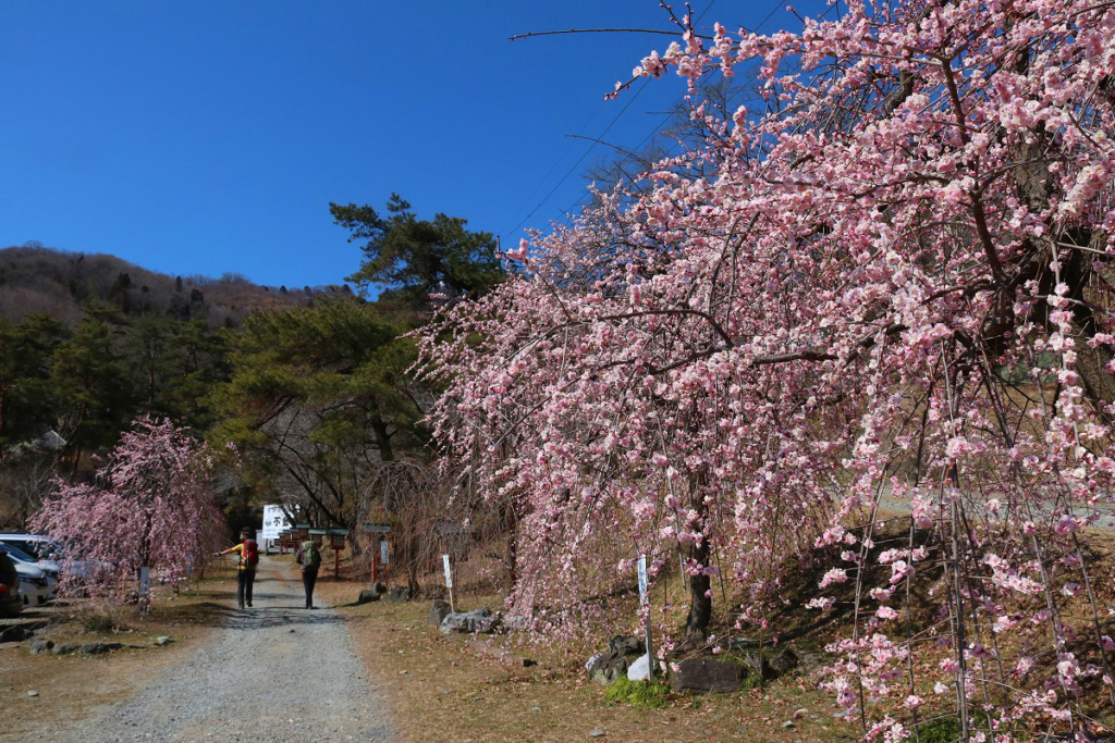 不動寺しだれ梅園の画像