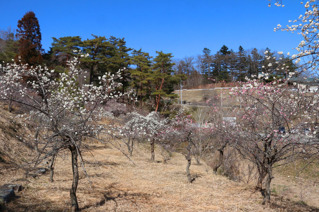 不動寺しだれ梅園の画像