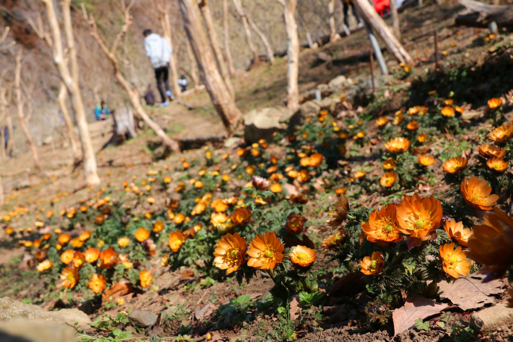 ムクゲ自然公園秩父紅の画像