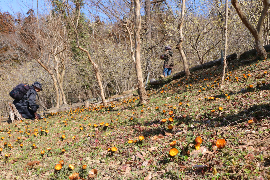 ムクゲ自然公園秩父紅の画像