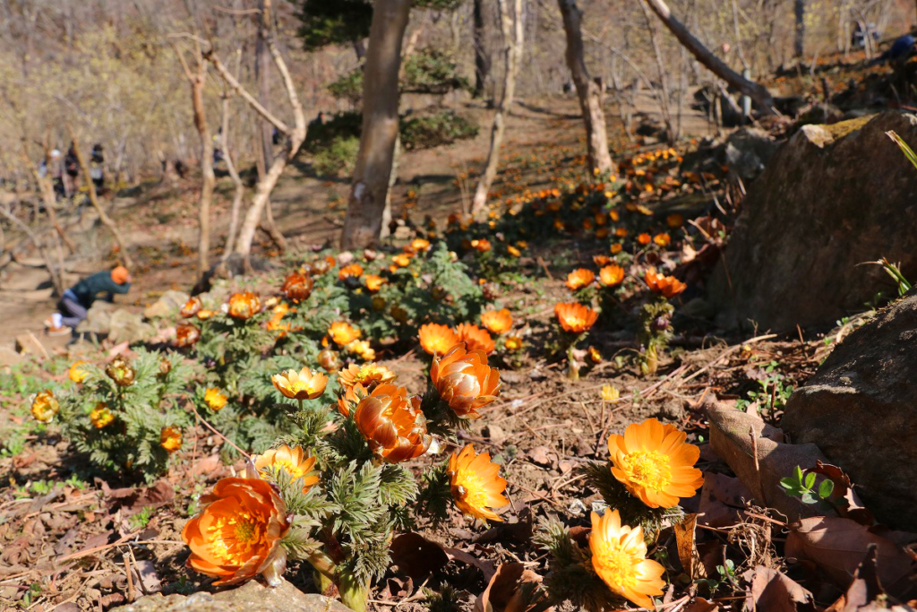 ムクゲ自然公園秩父紅の画像