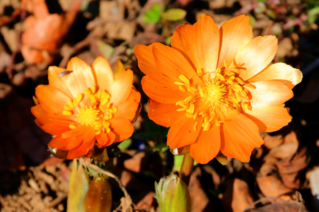 ムクゲ自然公園秩父紅の画像