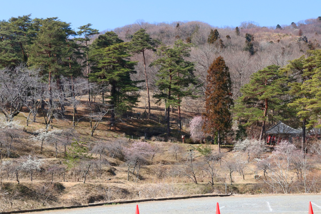 不動寺しだれ梅園の画像