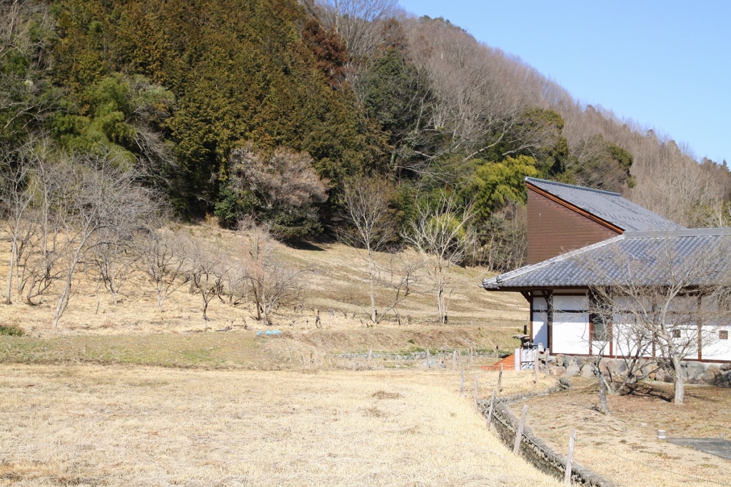 龍勢会館福寿草の画像