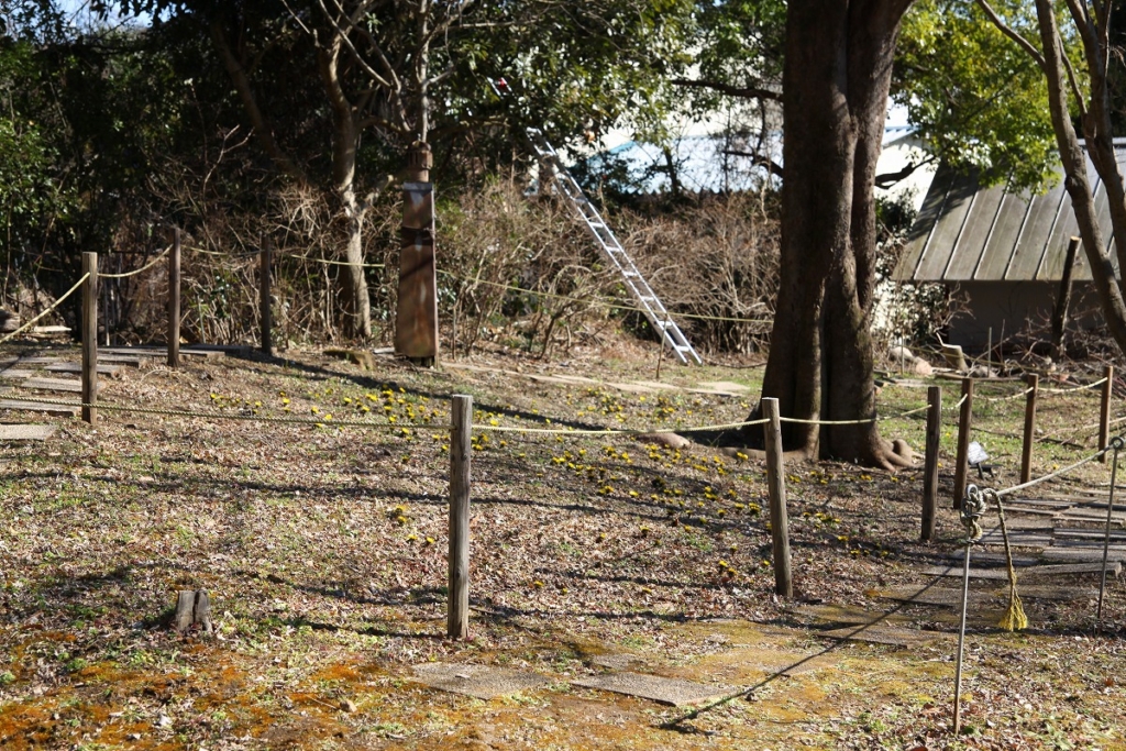 龍勢会館福寿草の画像