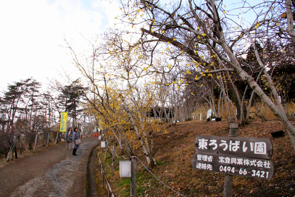 宝登山ロウバイ園の画像