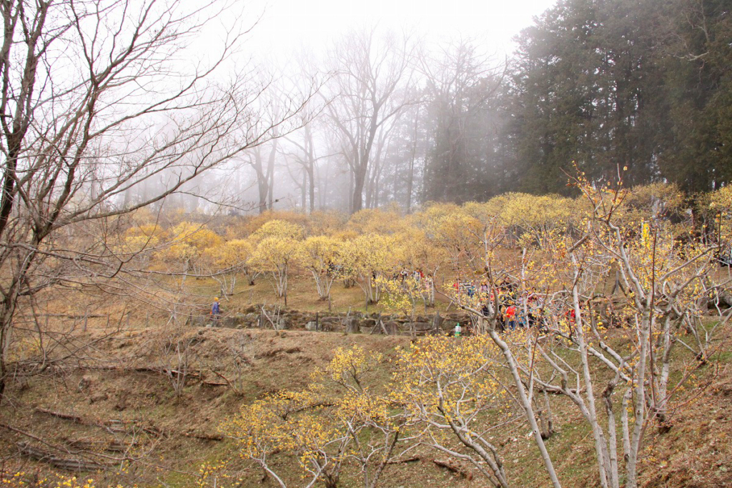 宝登山ロウバイ園の画像