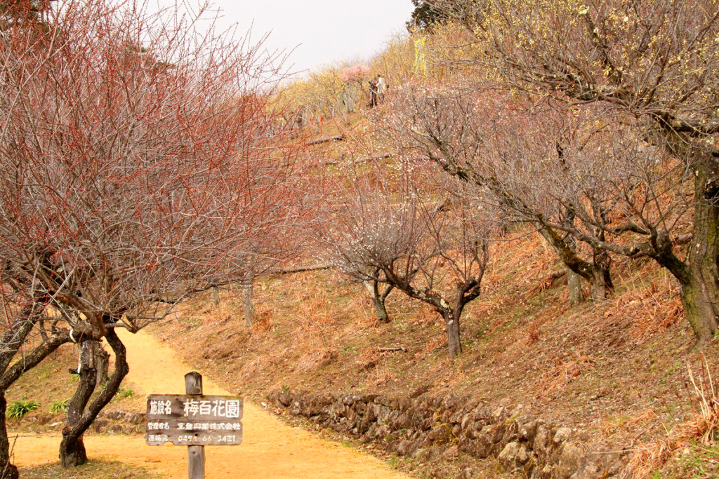 宝登山梅百花園の画像