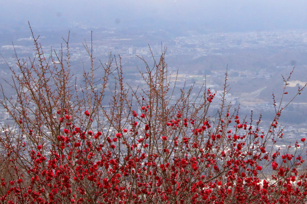 宝登山梅百花園の画像