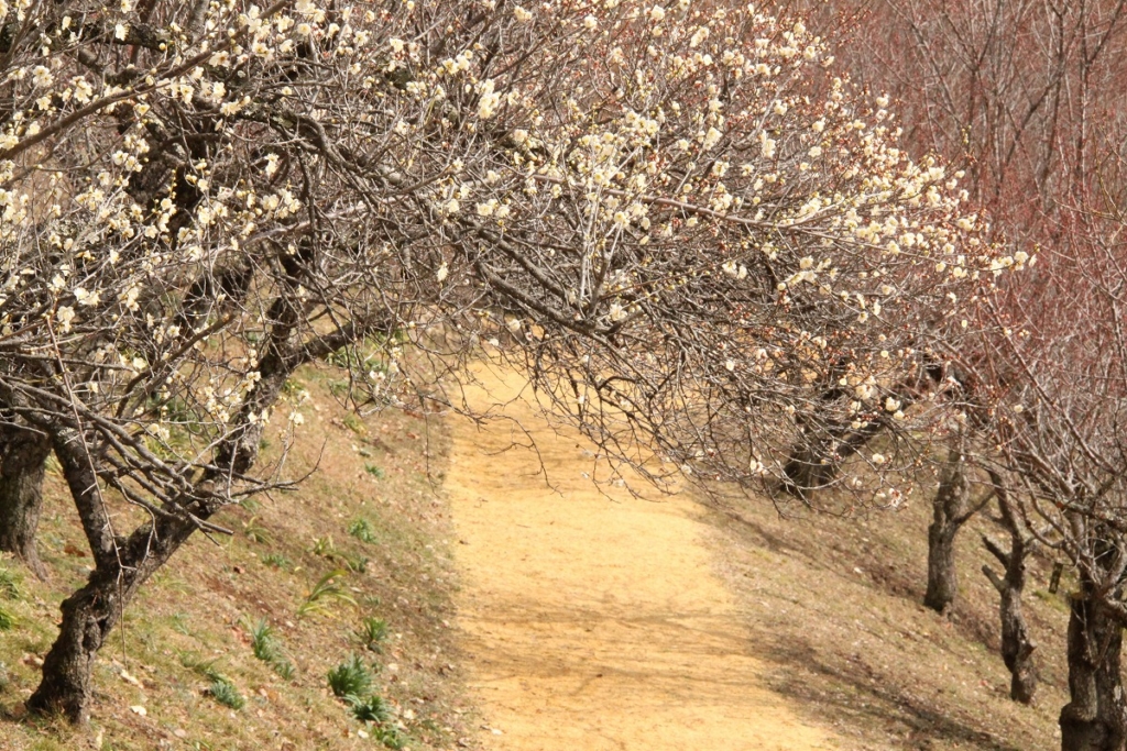 宝登山梅百花園の画像