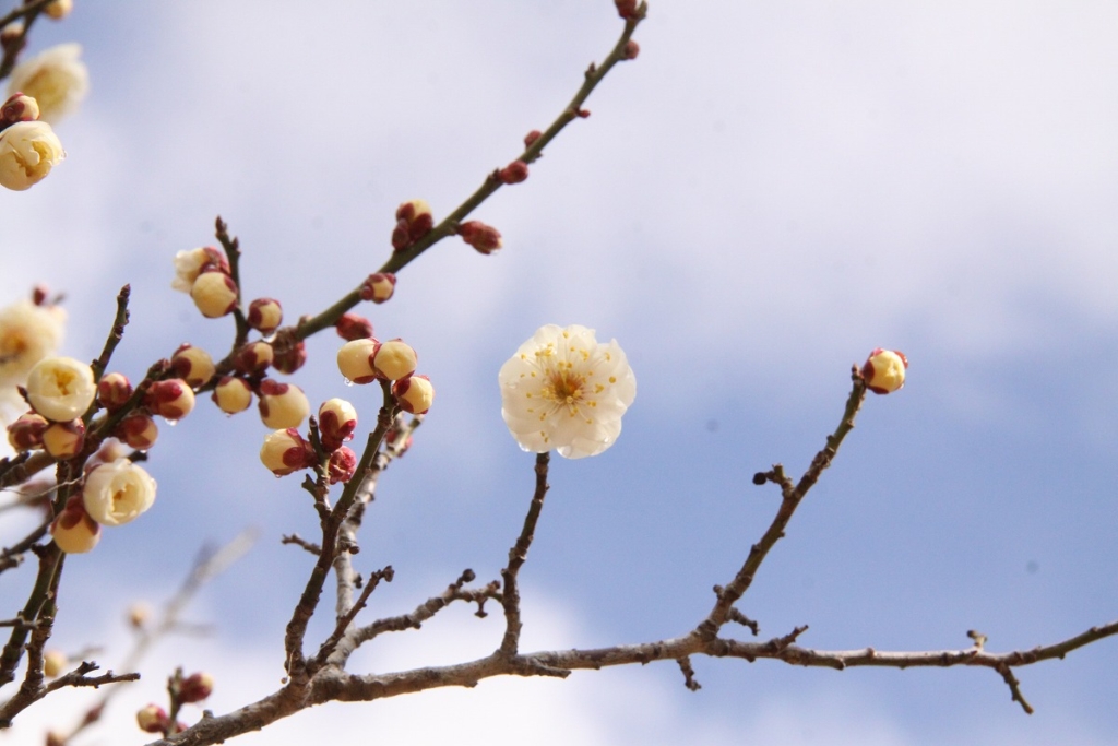 宝登山梅百花園の画像