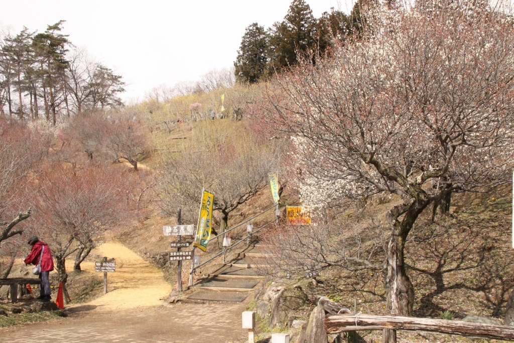 宝登山梅百花園の画像