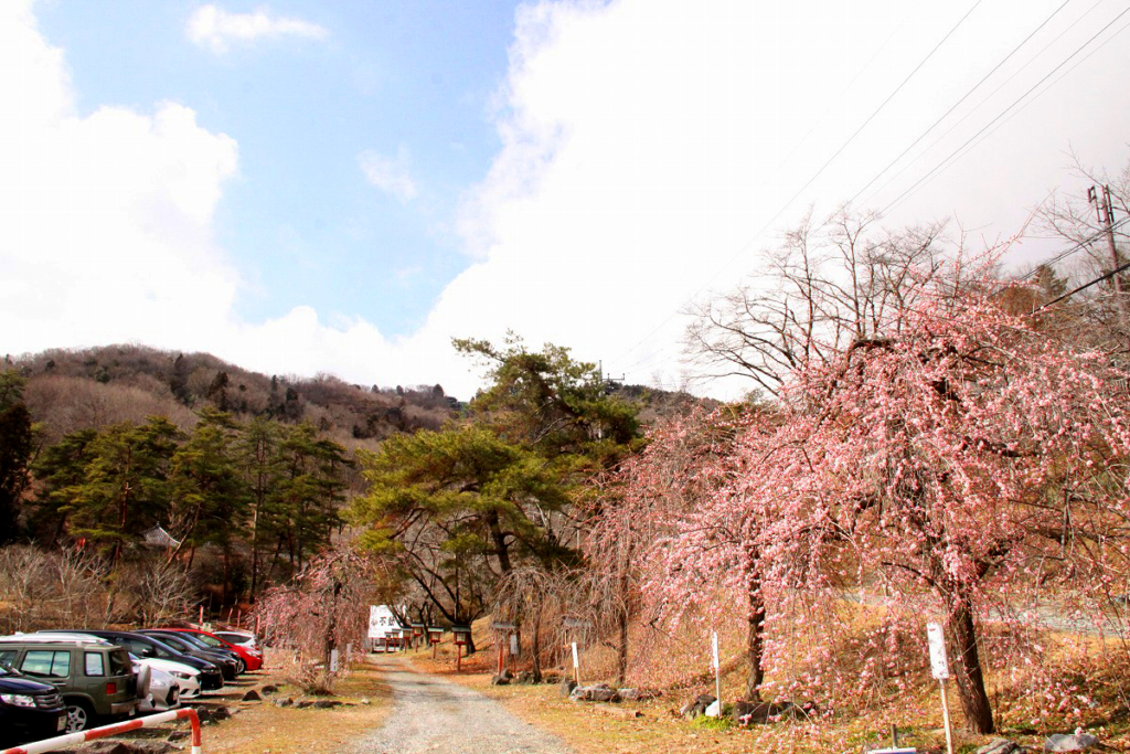 不動寺しだれ梅園の画像