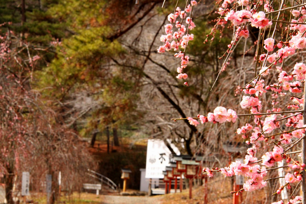 不動寺しだれ梅園の画像