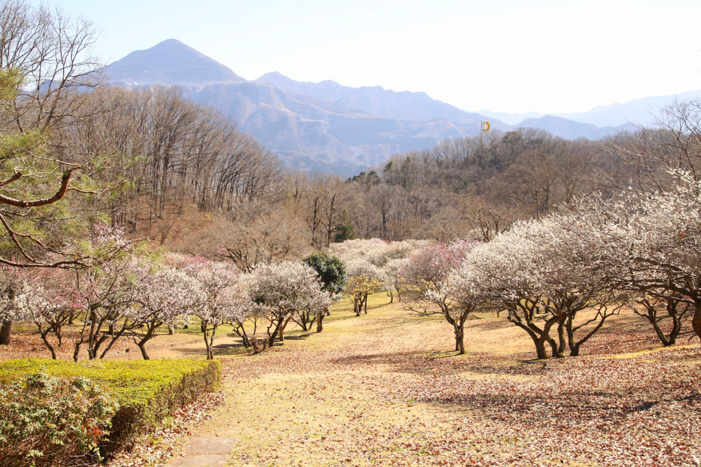 秩父ミューズパーク 梅園の画像