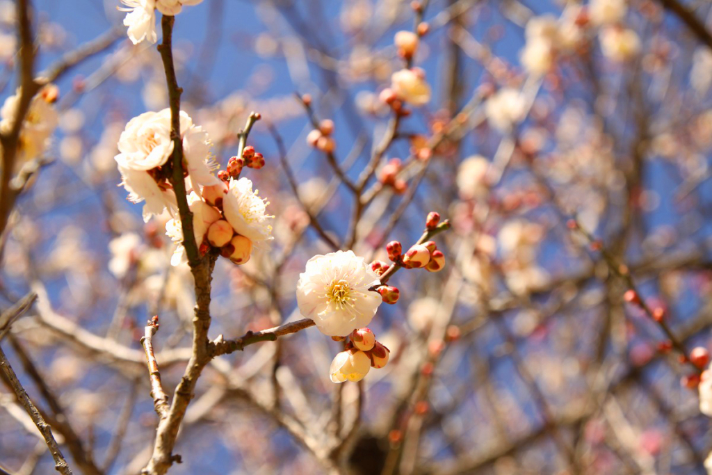 宝登山梅百花園の画像