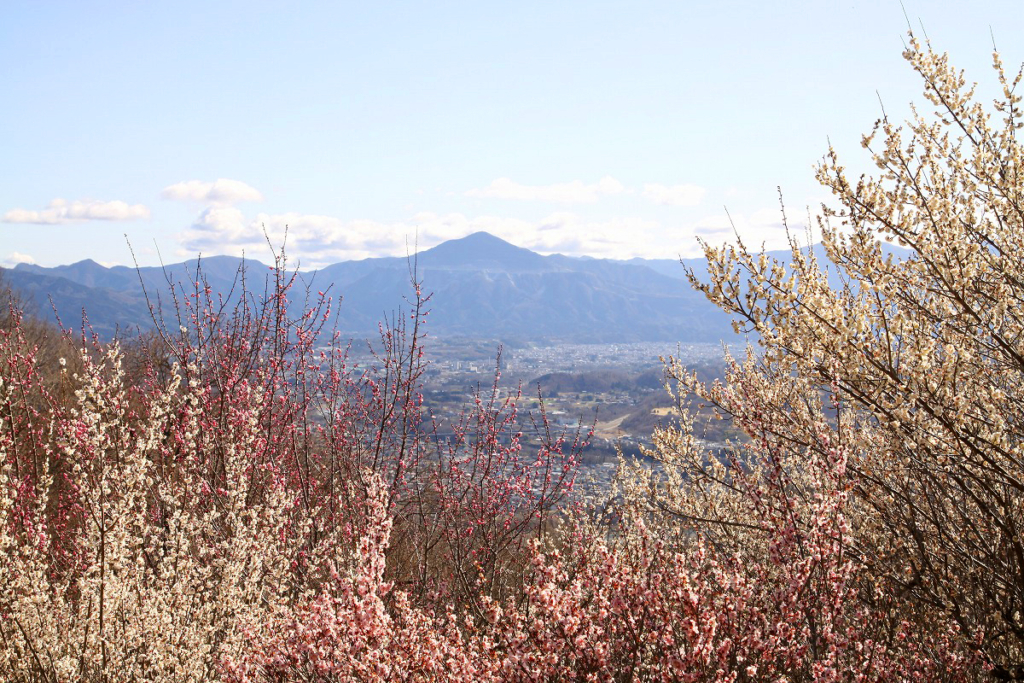 宝登山梅百花園の画像