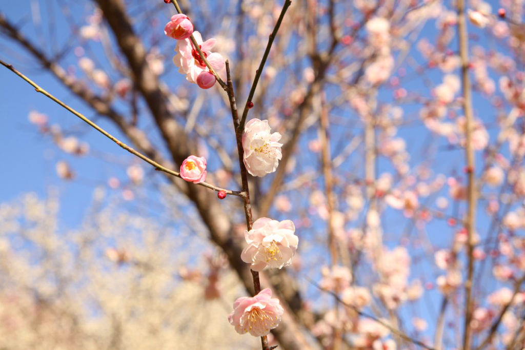 宝登山梅百花園の画像